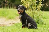 BEAUCERON - PUPPIES 286